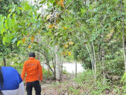 Nenek di Bangka Hilang di Perkebunan, Tim SAR Gabungan Lakukan Pencarian