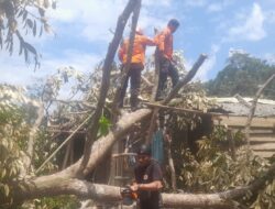 Pohon Durian Besar Tumbang Timpa Rumah Warga di Parittiga