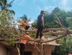 Lagi Tidur Lelap, Rumah Warga Bangka Barat Dihantam Pohon Saat Hujan Deras