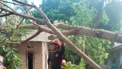 Rumah Warga Tanjung Ular Tertimpa Pohon Saat Hujan Deras, Adam Lari Selamatkan Diri